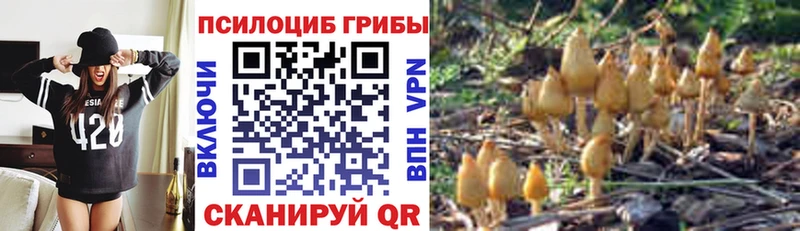 Галлюциногенные грибы Psilocybe  где можно купить   Кириллов 